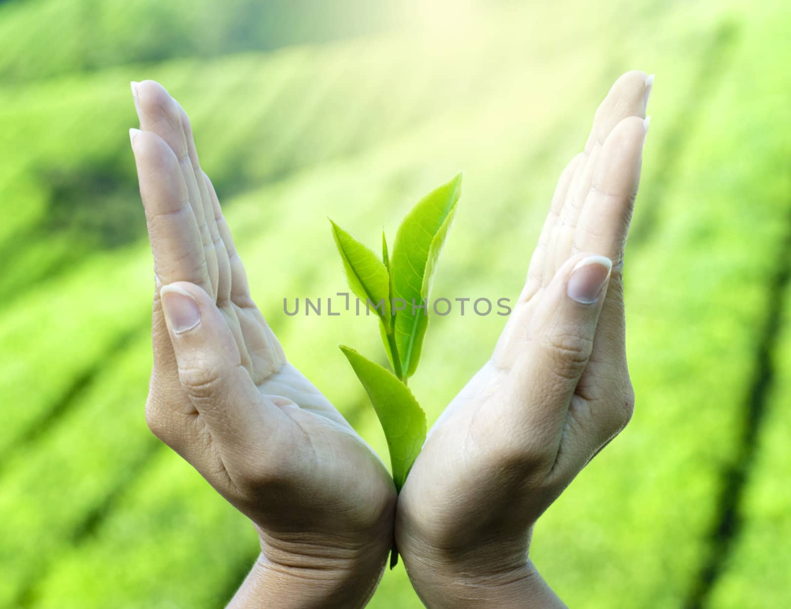 Woman's hands holding a plant to the sun.