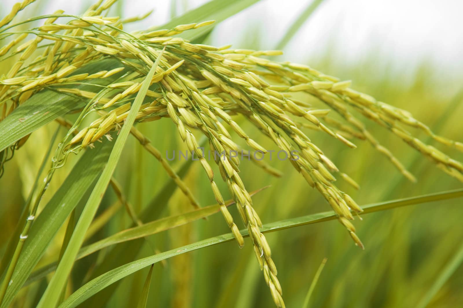Rice crop ready for harvest. 
