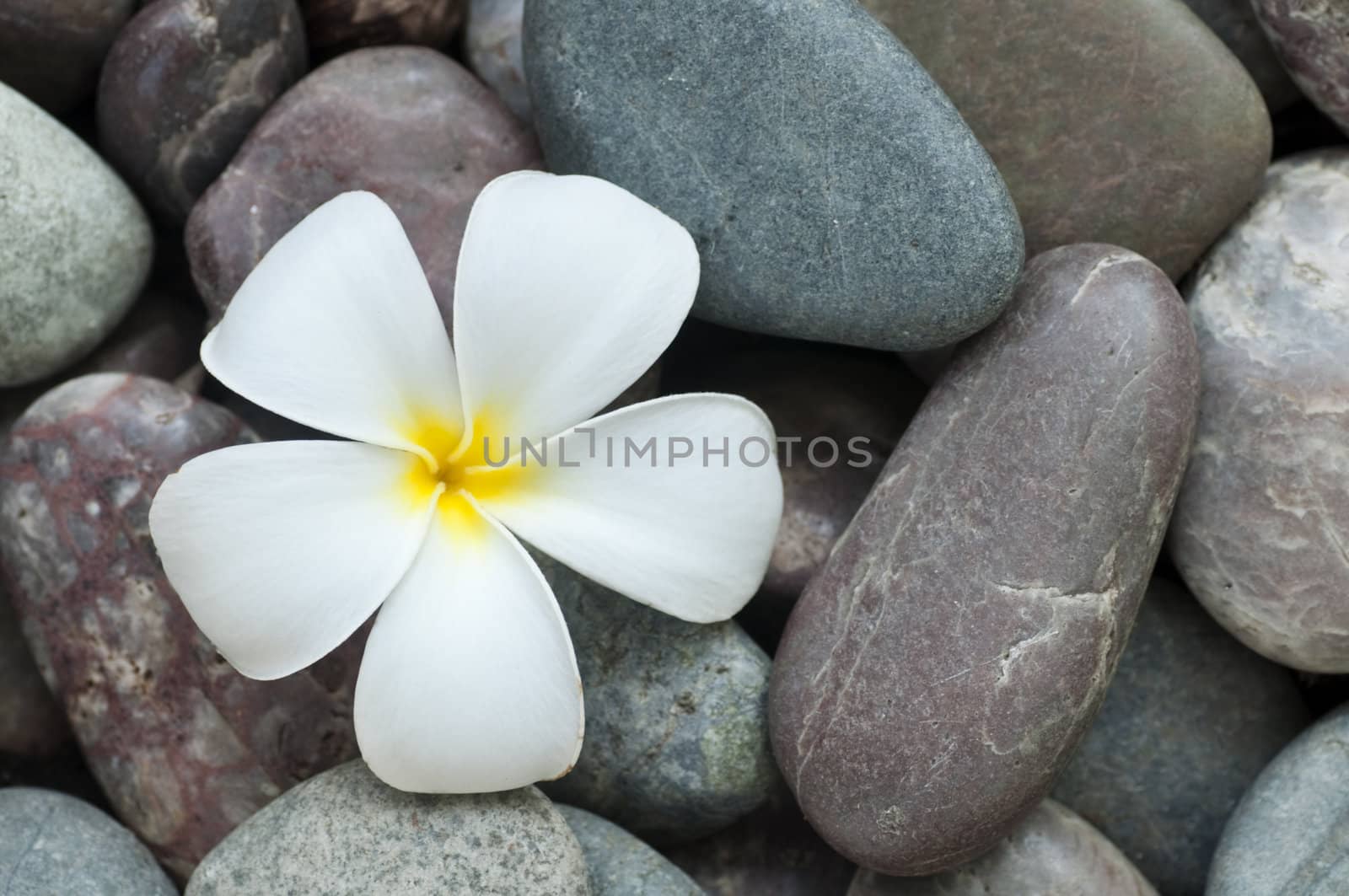 White frangipani and therapy stones. 
