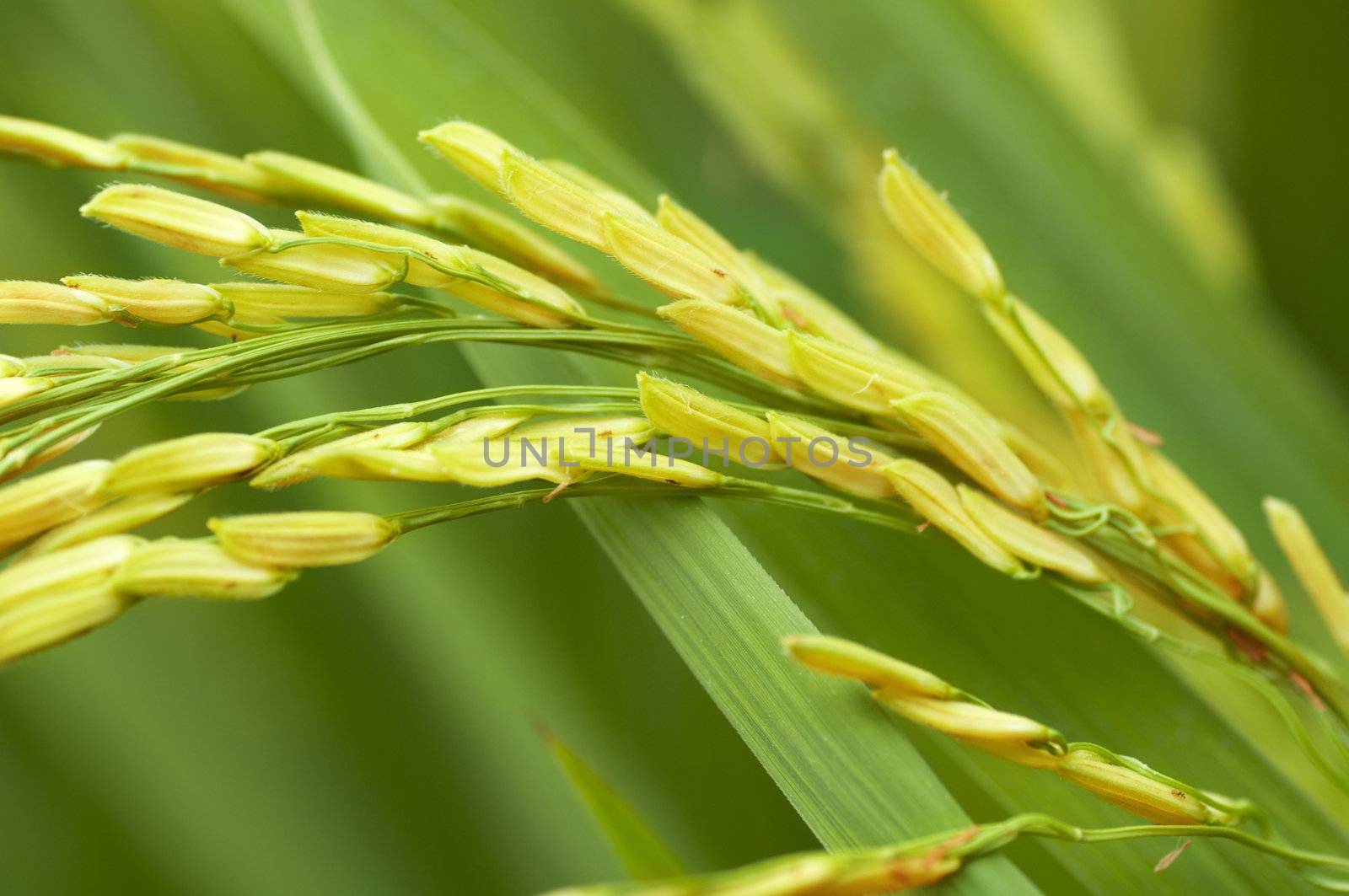 Close up of green paddy rice.