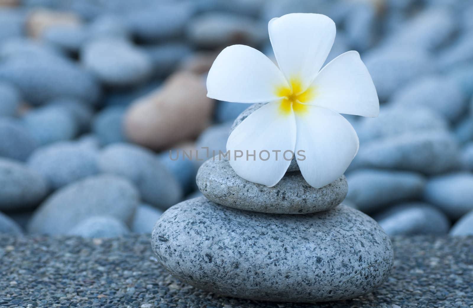 White frangipani and therapy stones.