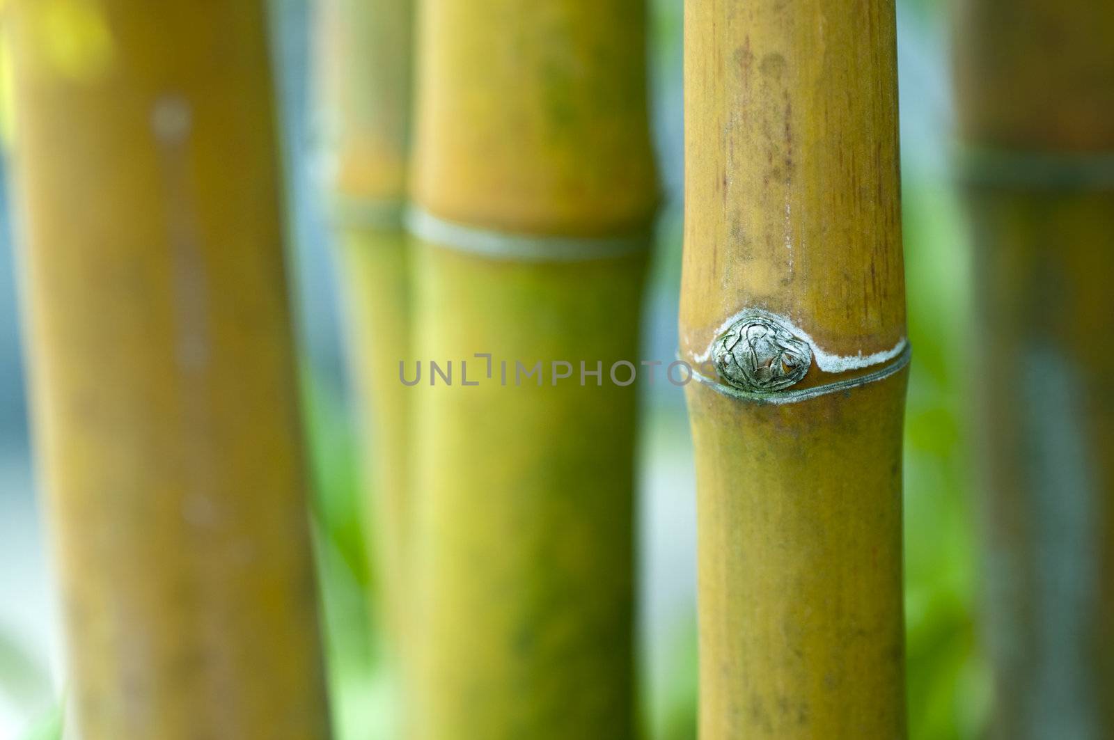 Close up Asian Bamboo forest.