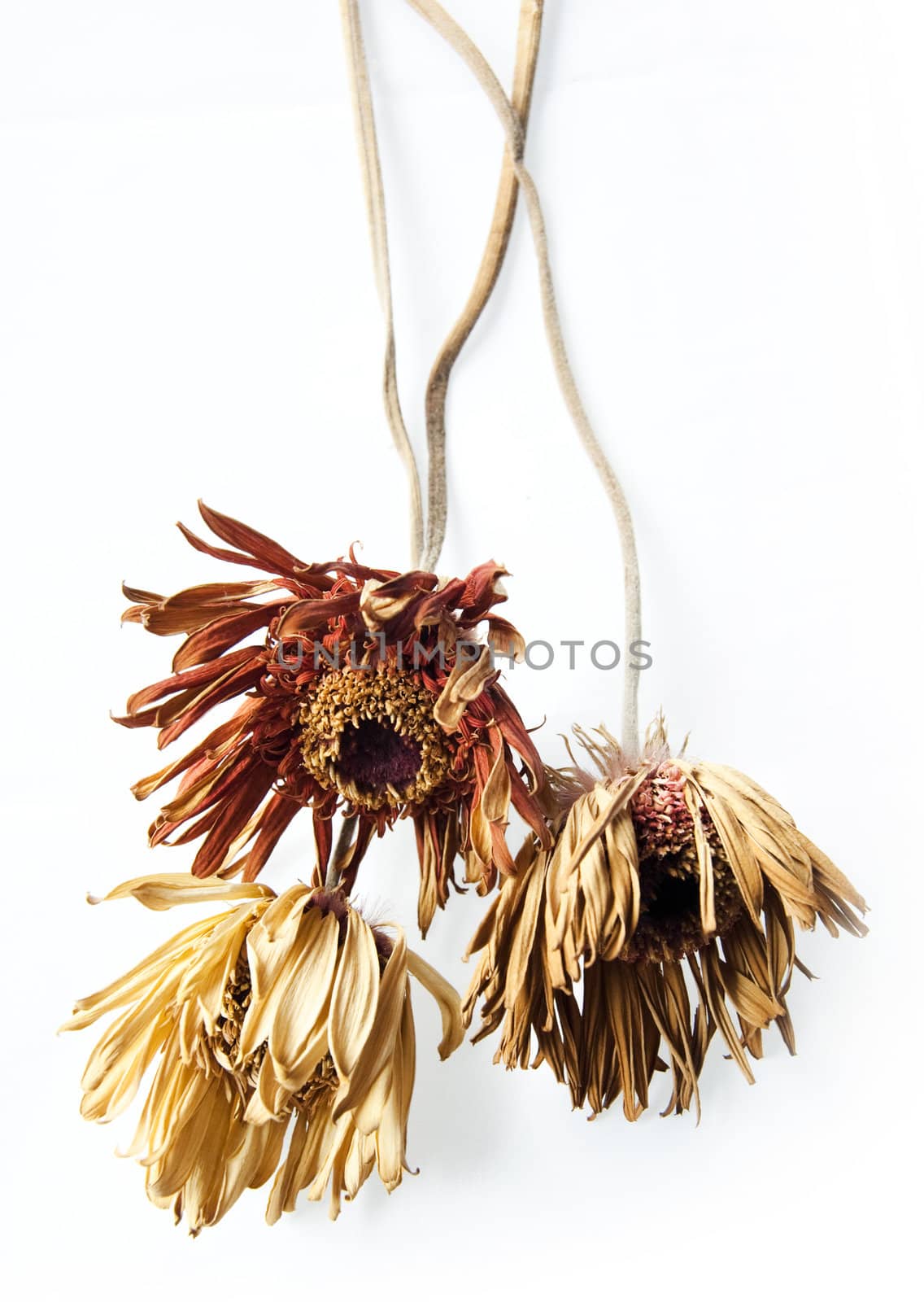 Three withered yellow gerber against a white background