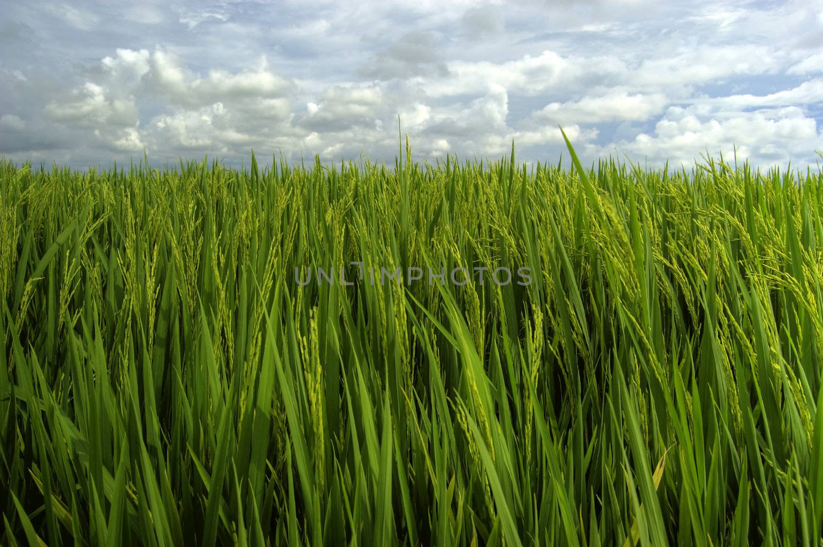 Landscape of paddy rice field, clouds and blue sky 
