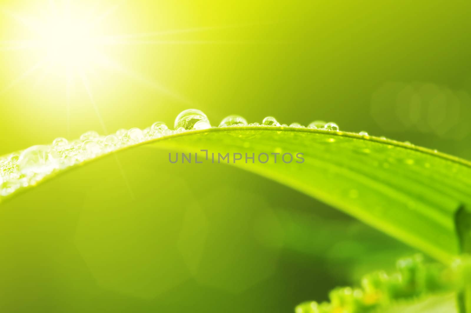 Green leaf with dews in morning 