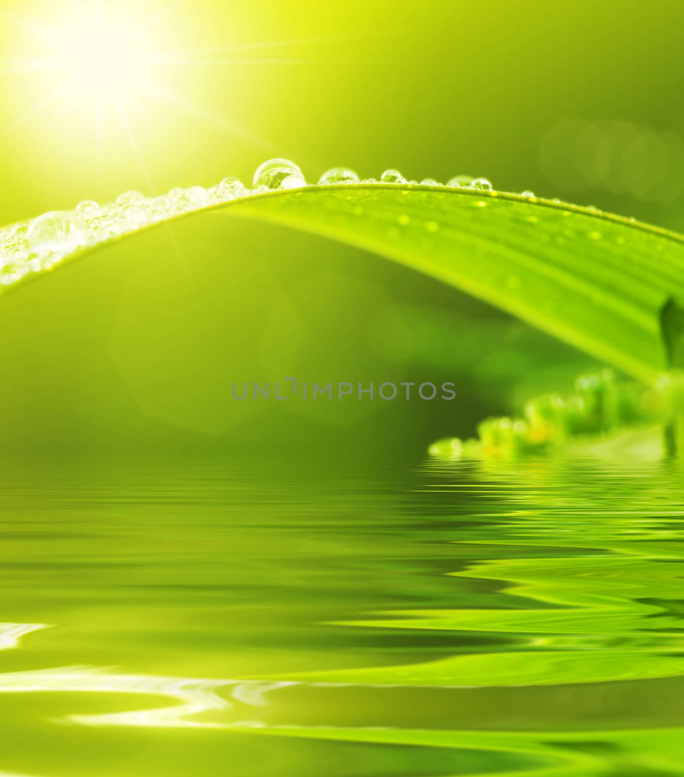 Dews on Green Leaf with water reflection