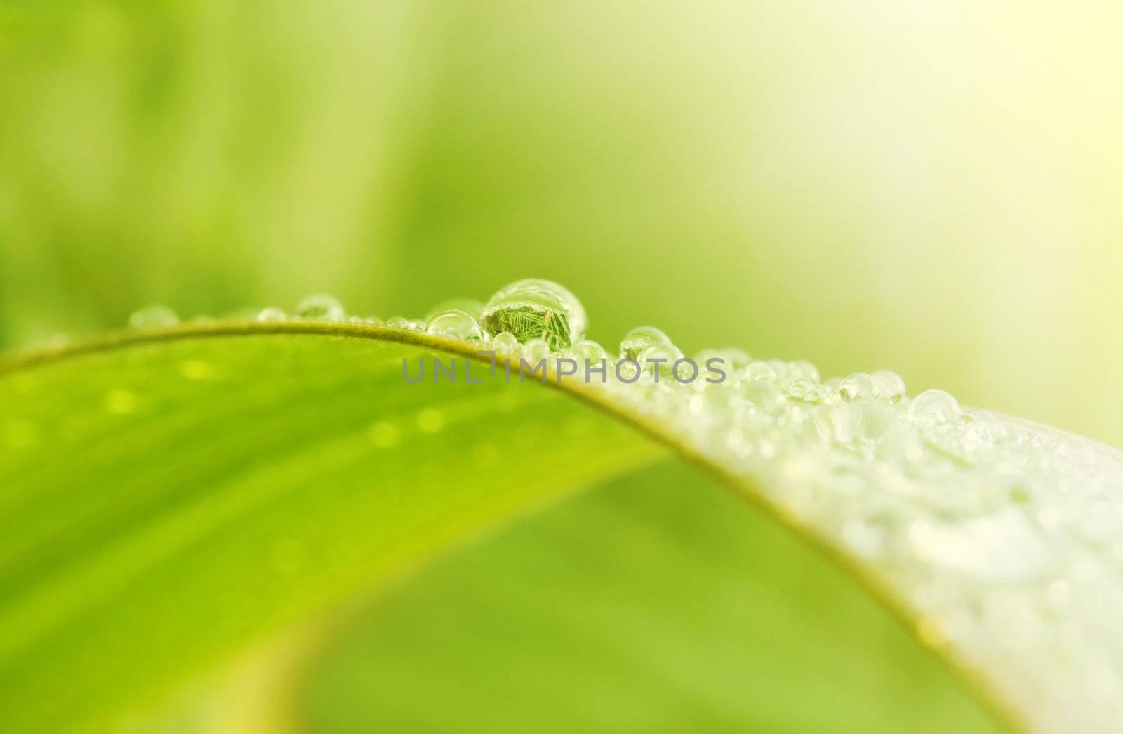 Green grass with raindrops background