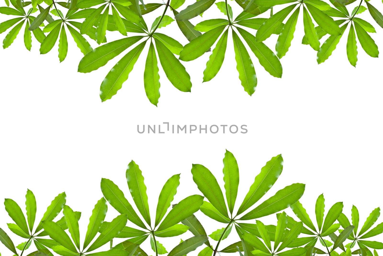 Green leave on white background