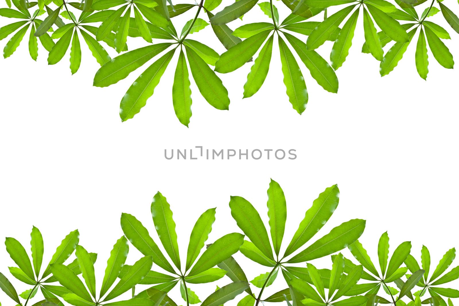 Green leave on white background