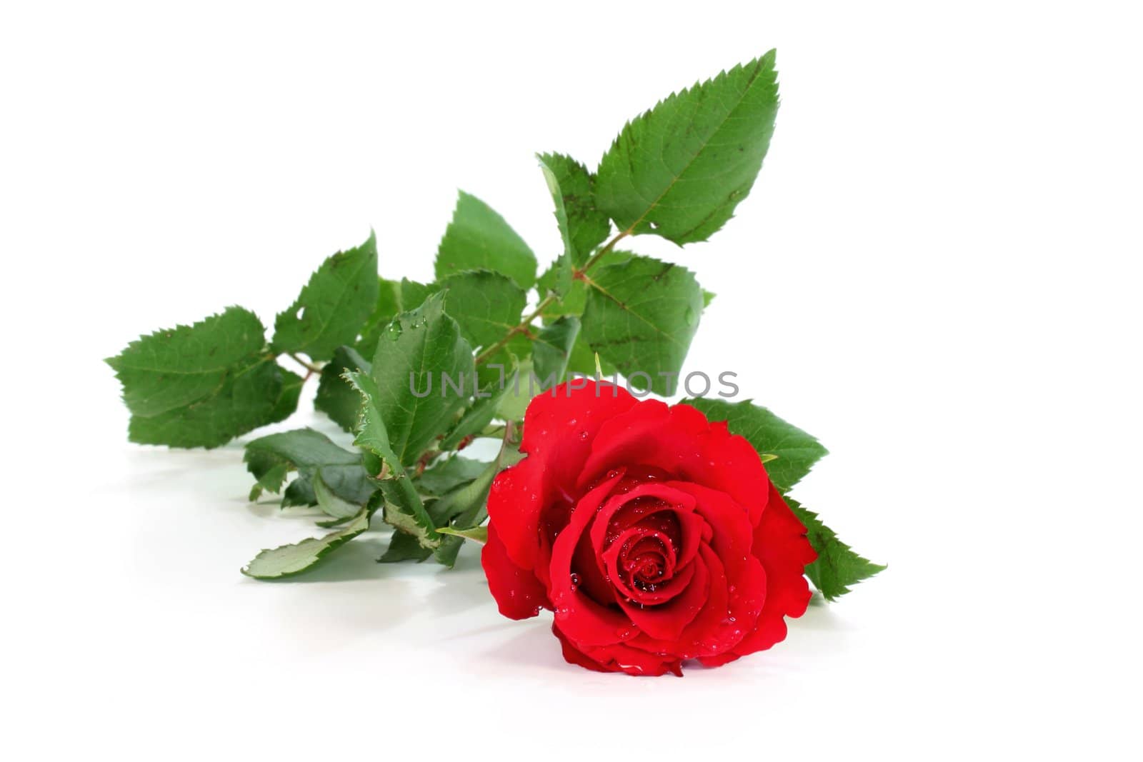 a red rose on a white background
