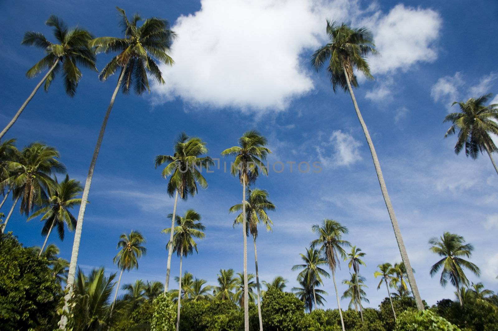 Palm trees and blue sky at seaside 
