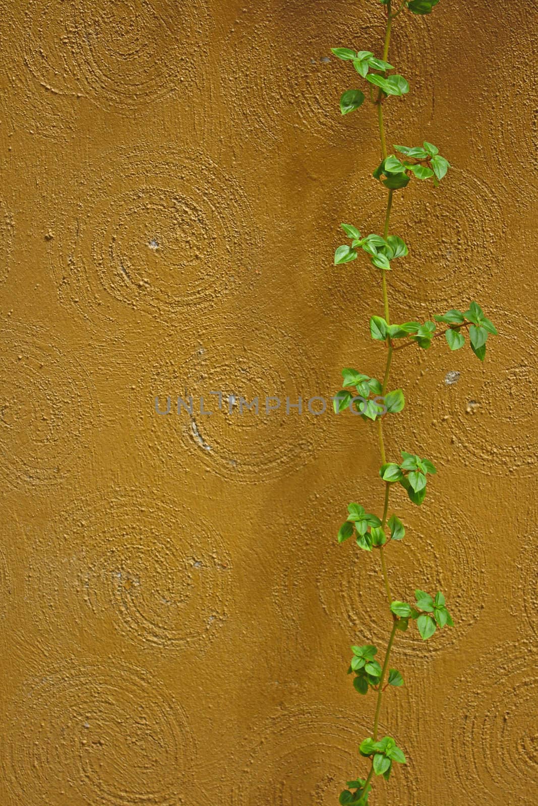 Plant on a brown wall