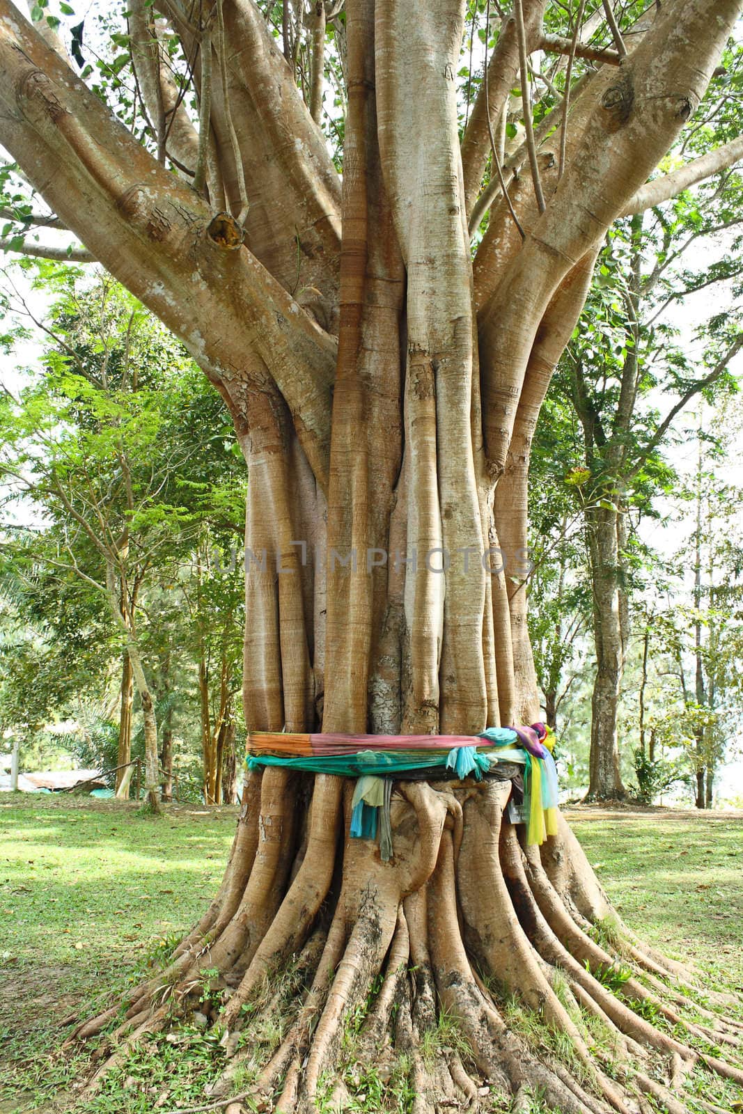 Silk three-color tie tree, belief religion in Thailand