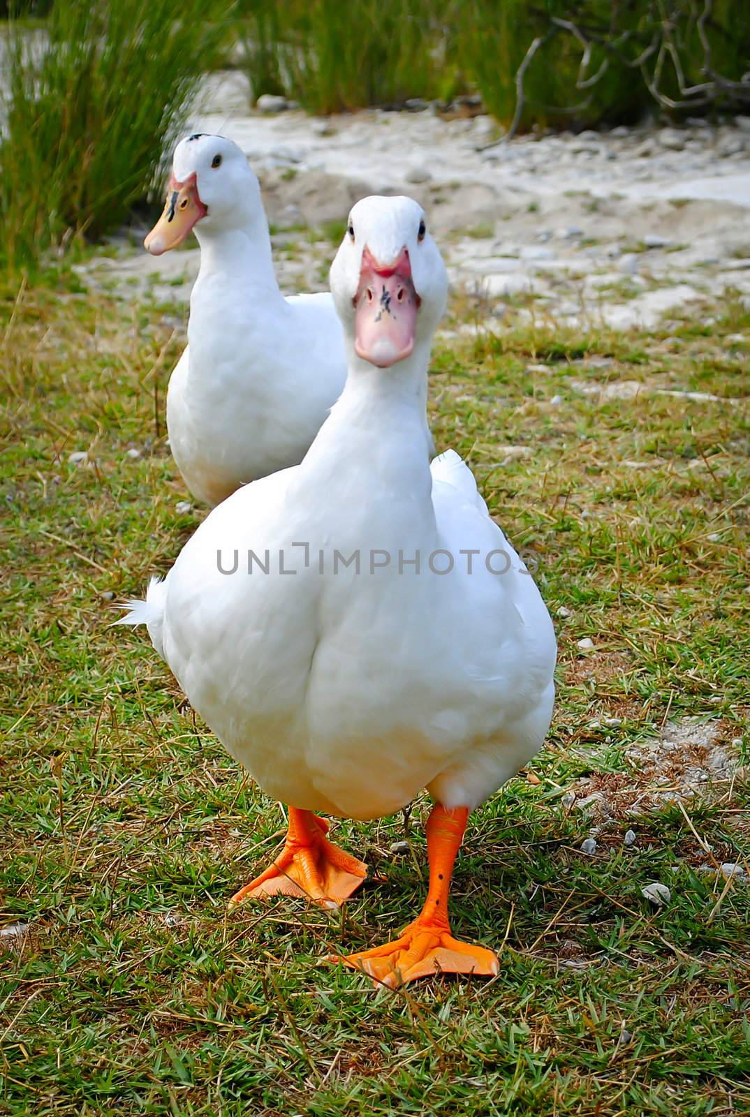 two white geese walking in the park