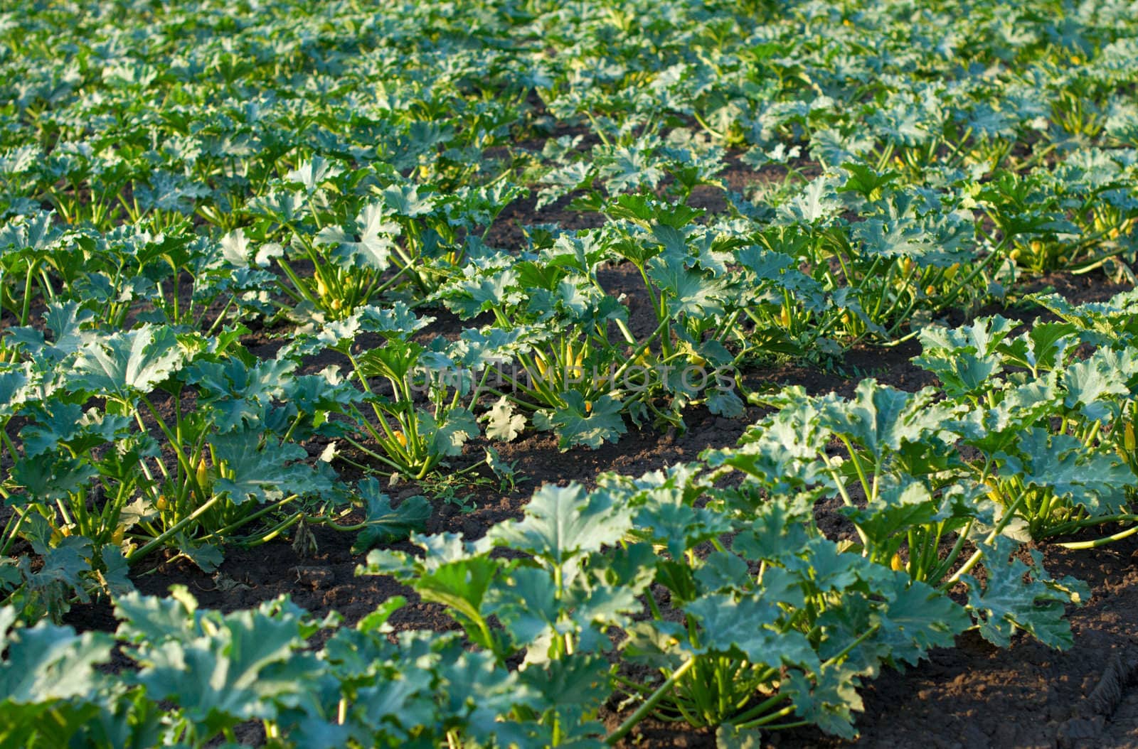Zucchini bushes in a field