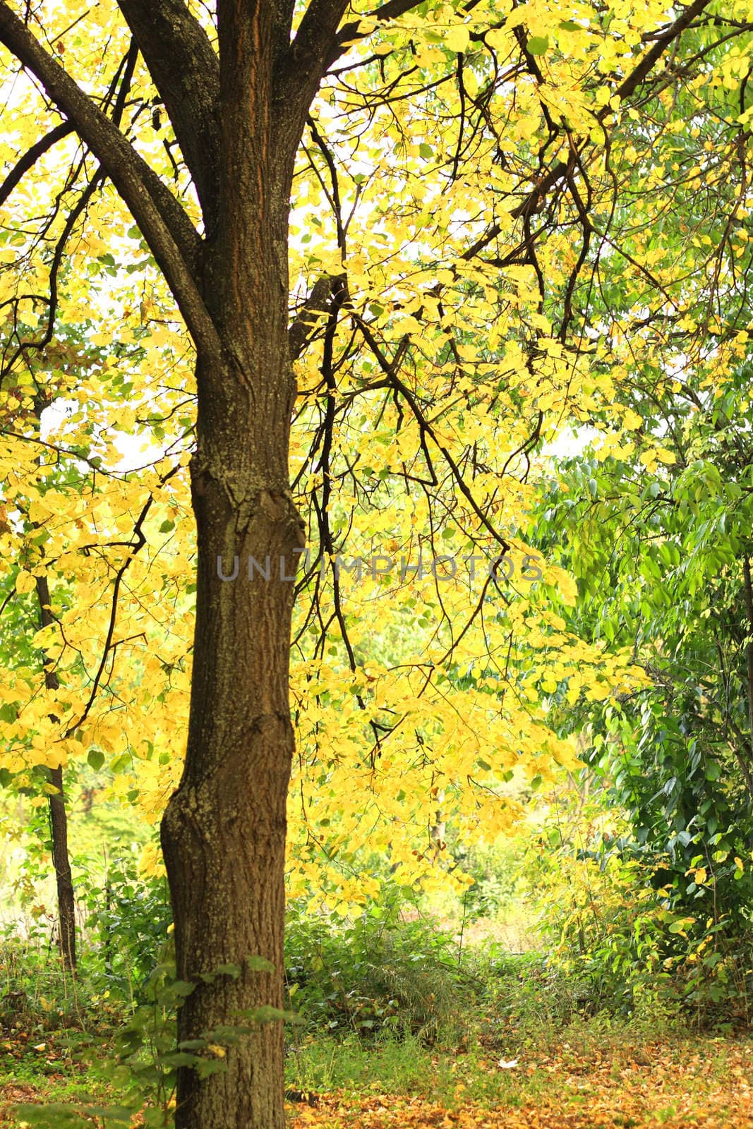 Lime tree in the autumn park