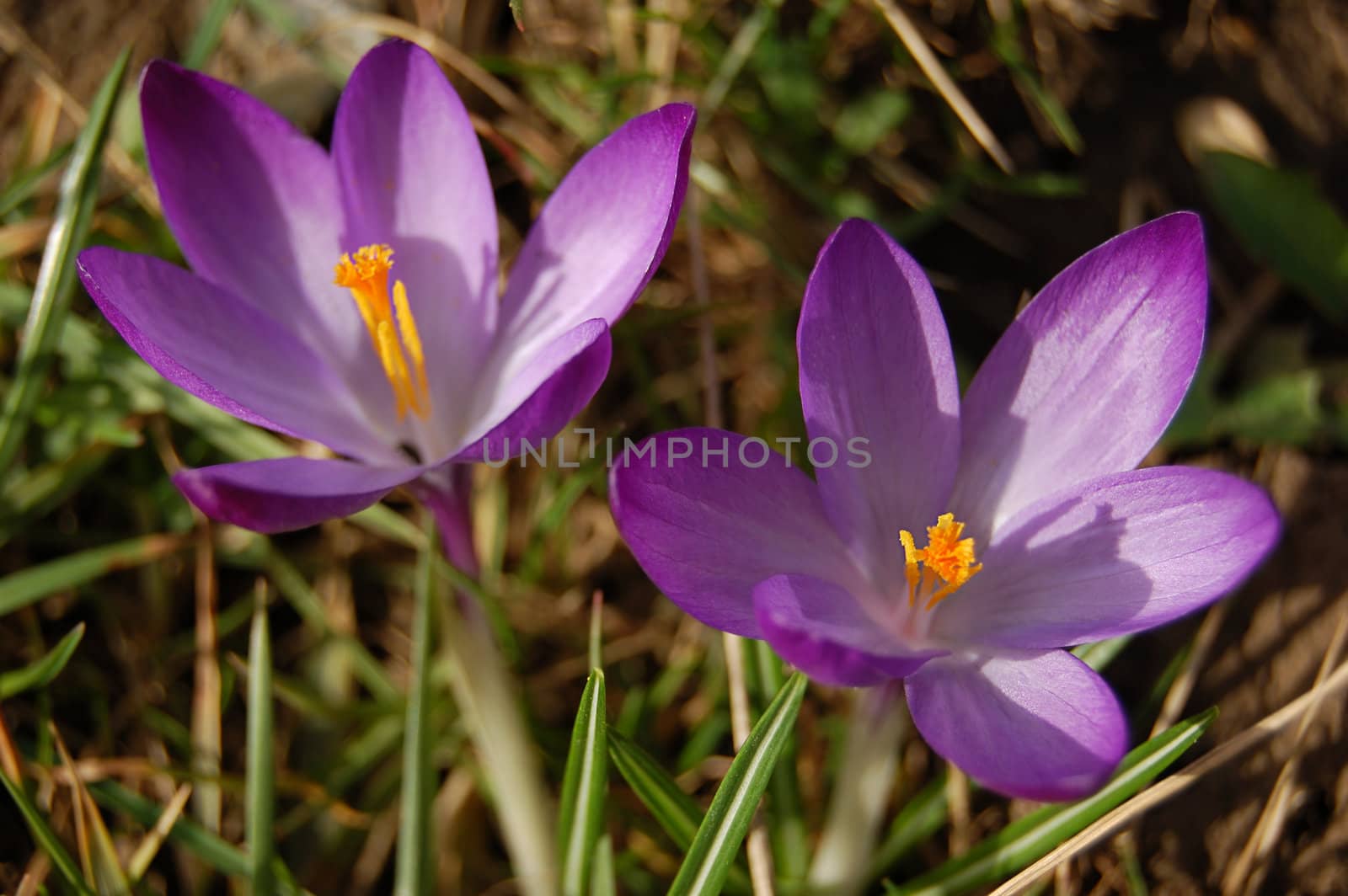 two violet crocus over green grass