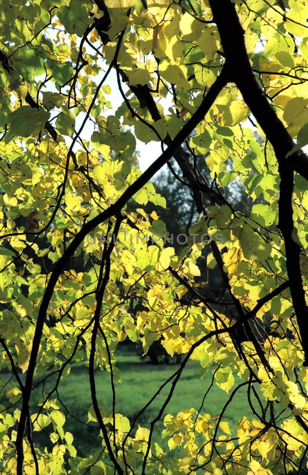 Autumn tree branches in back projection