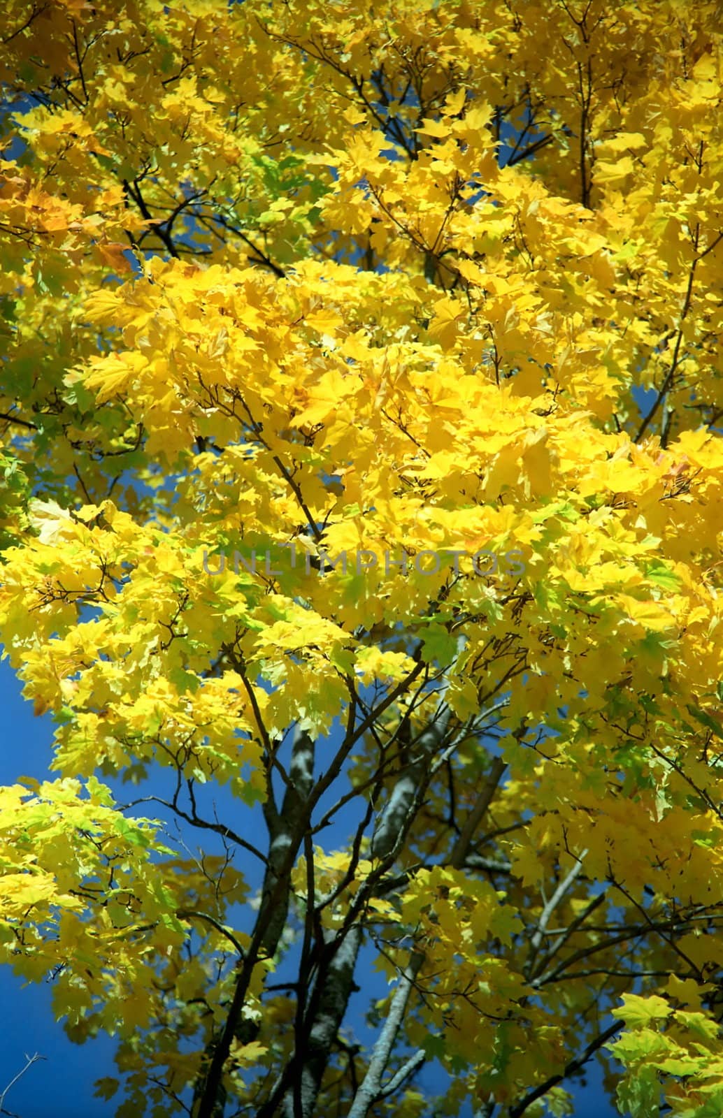 Autumn yellow background of maple tree