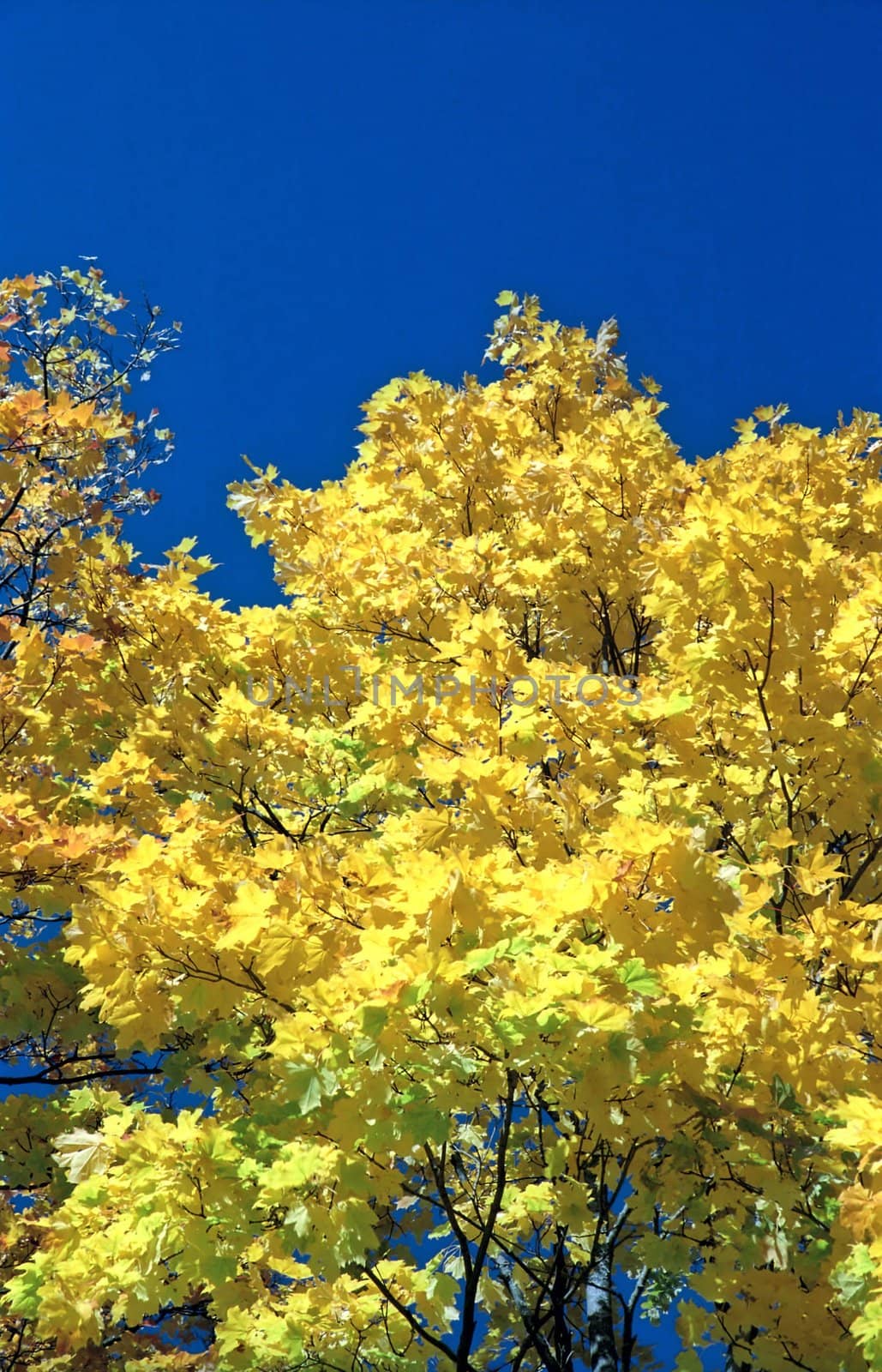 Autumn yellow background of maple tree