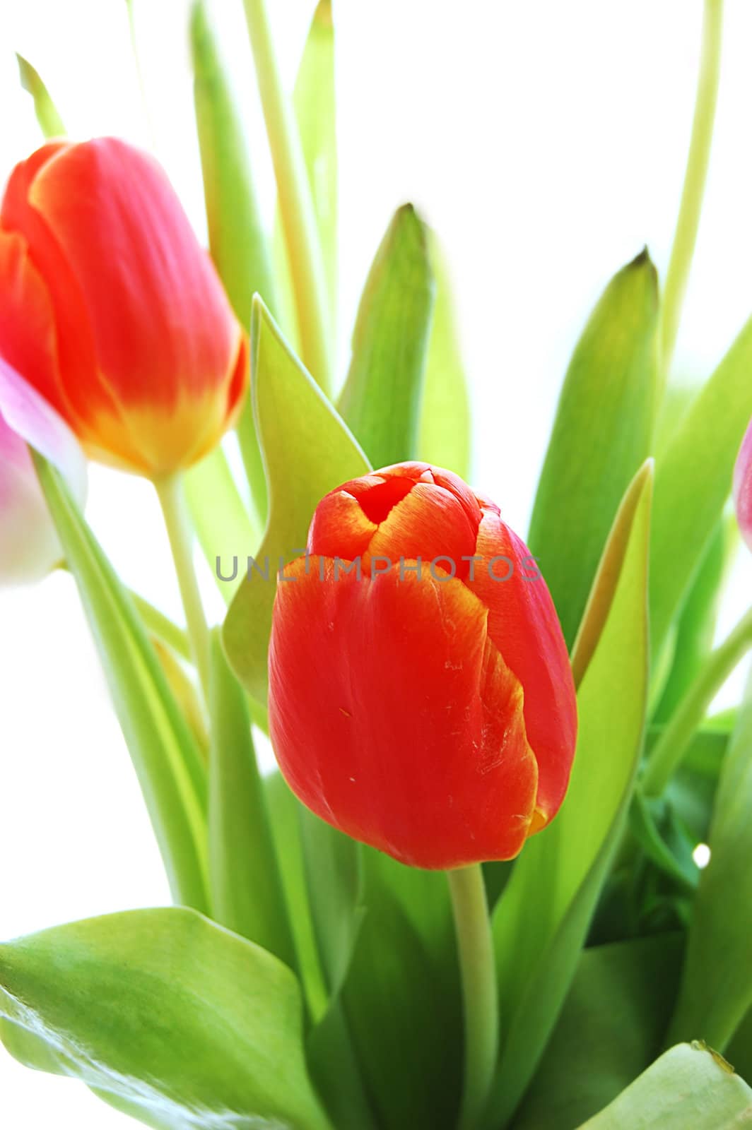 Bouquet of red tulips