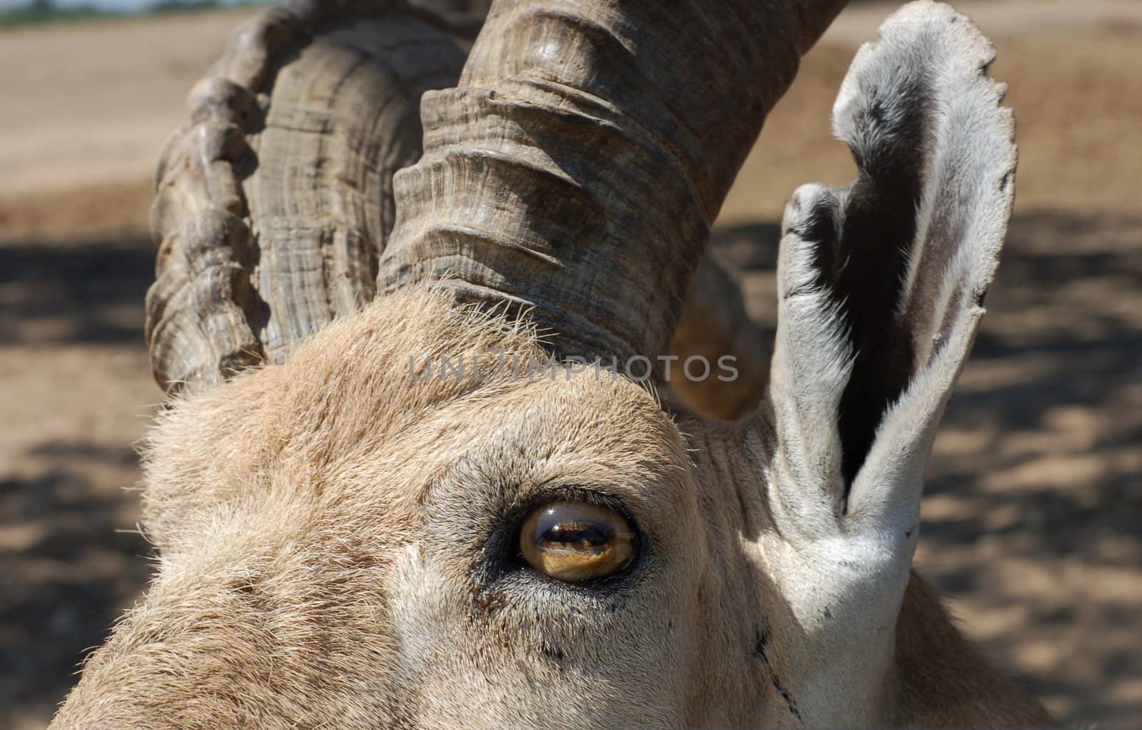 Close-up of calm wild goat.