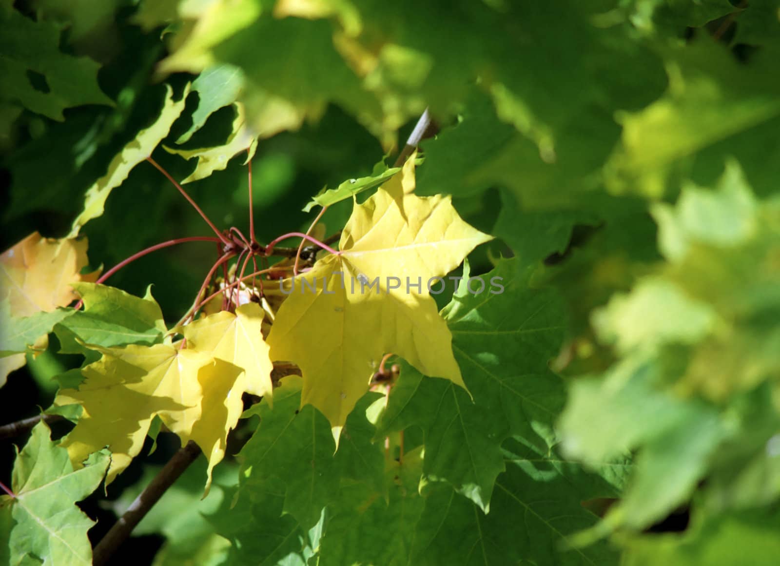 Maple autumn leaves-5 by mulden