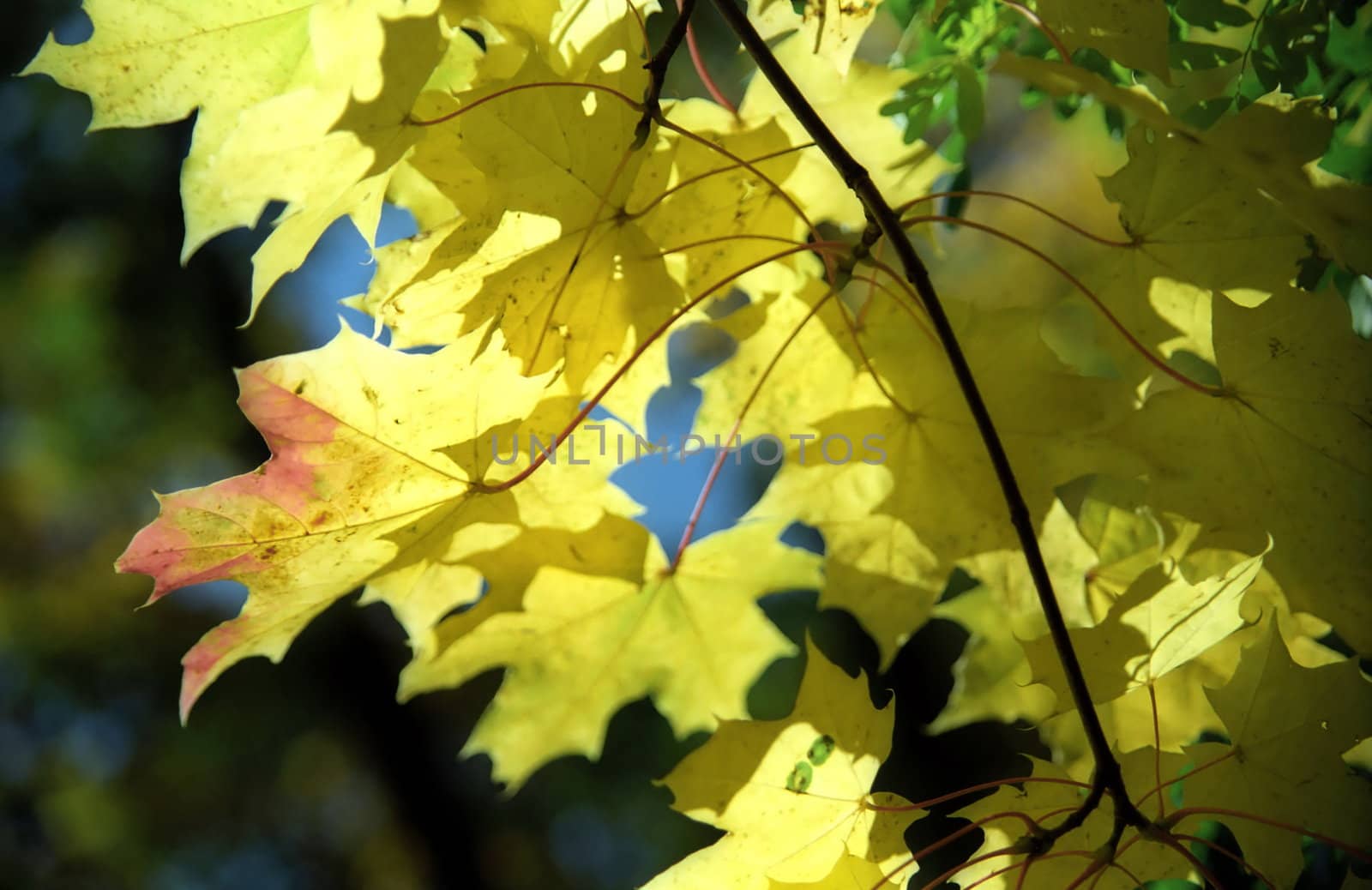 Maple autumn leaves close up