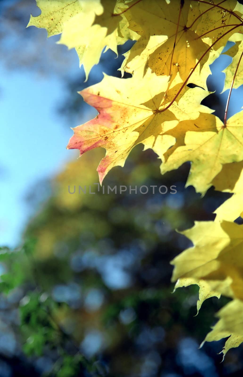 Maple autumn leaves close up