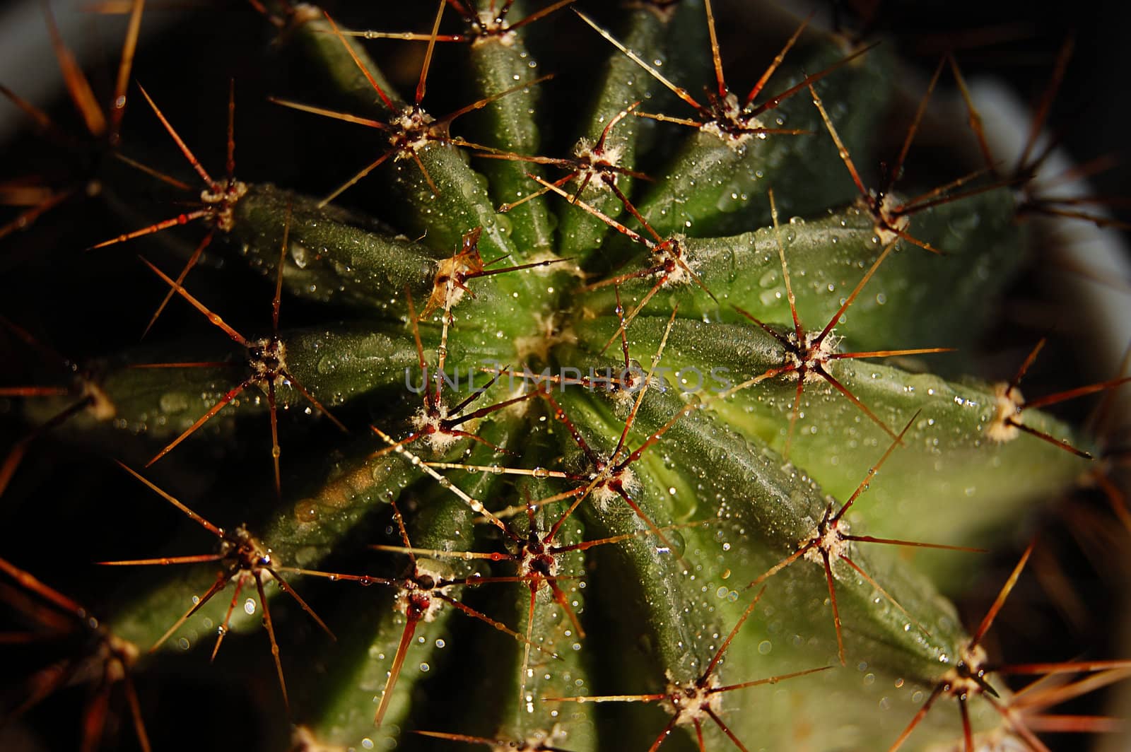 Thorns of green cactus in daylight