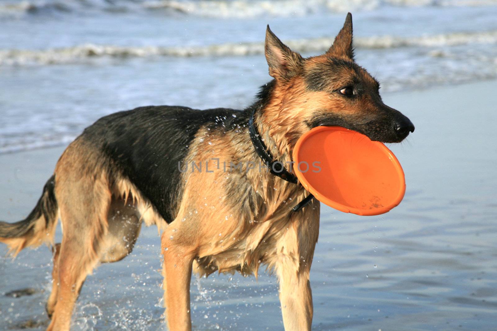 German Shepherd Dog ( Alsatian ) playing on the beach.