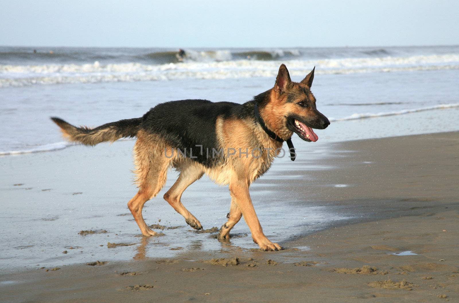 German Shepherd Dog ( Alsatian ) playing on the beach.