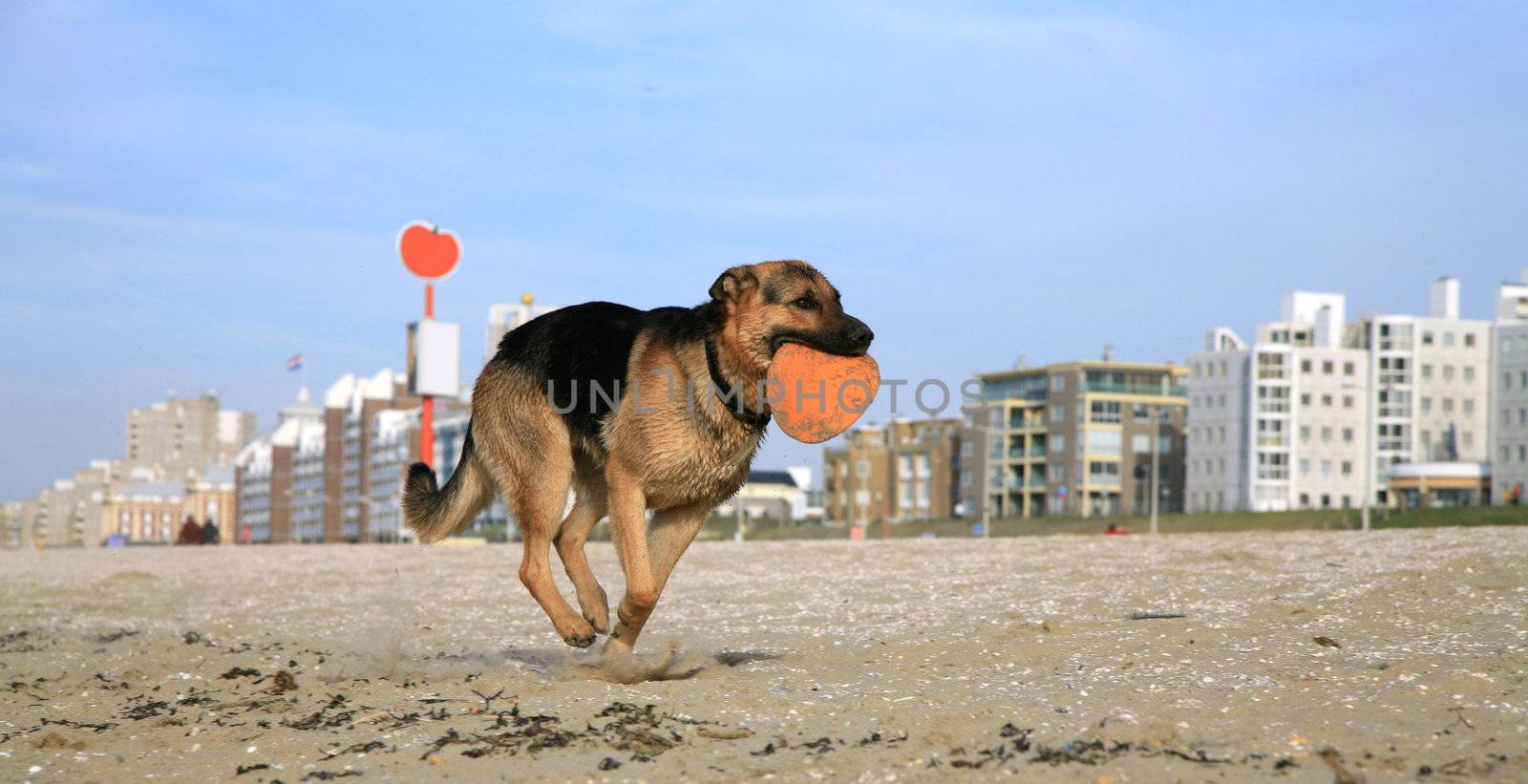 German Shepherd Dog ( Alsatian ) playing on the beach.