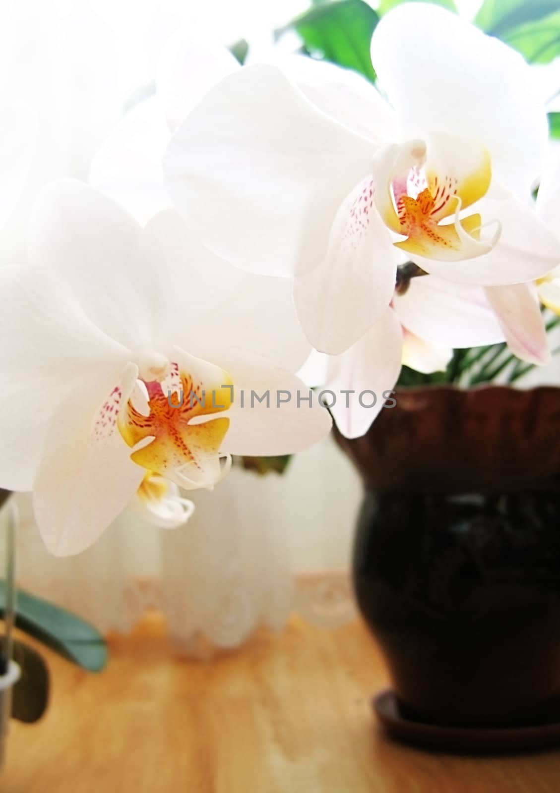Orchid white blossom in flowerpot