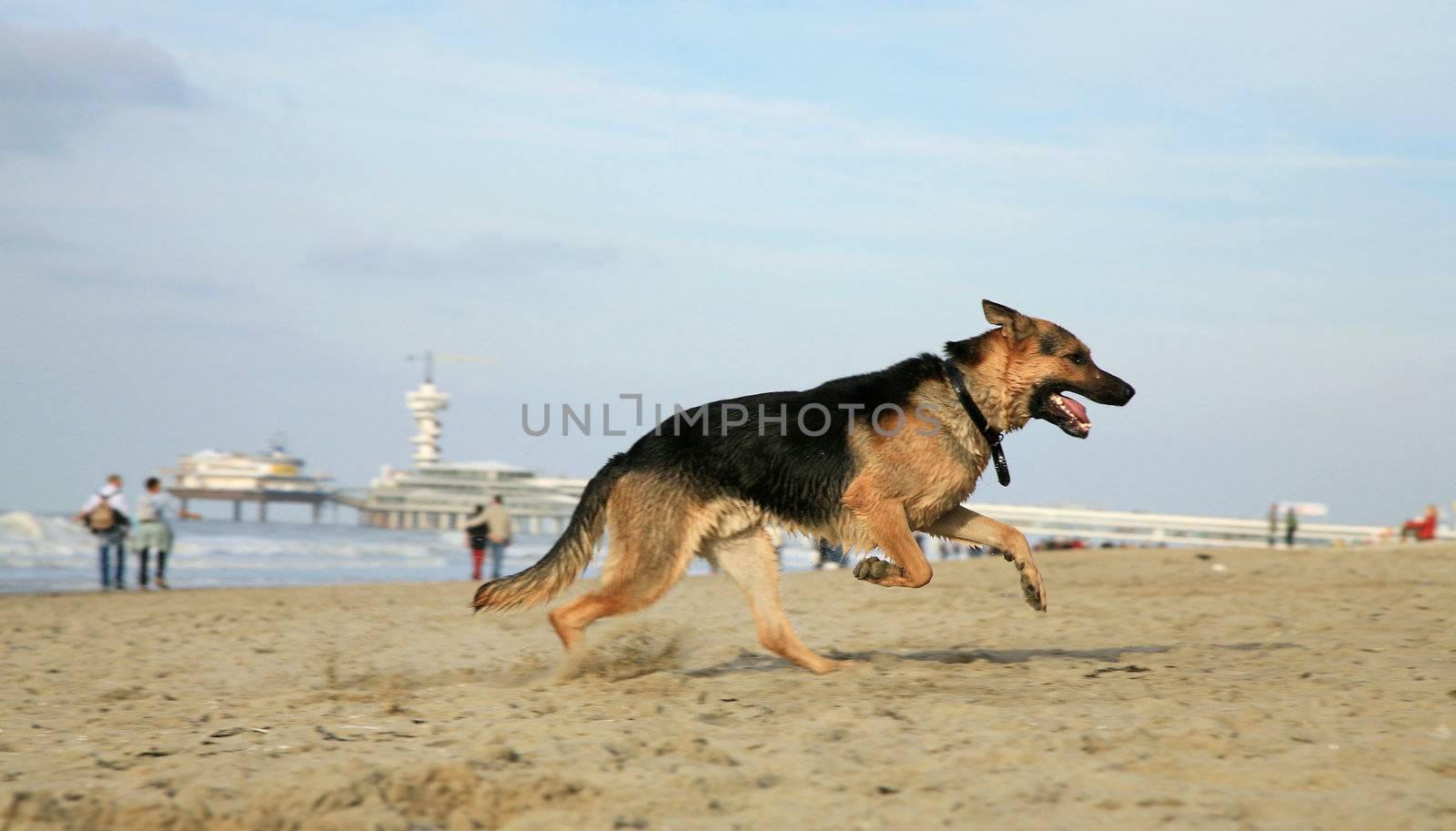 German Shepherd Dog ( Alsatian )  by fotokate