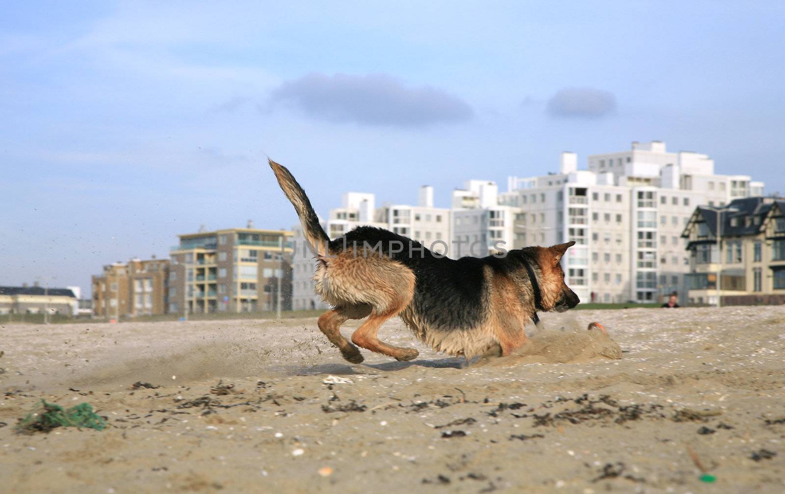 German Shepherd Dog ( Alsatian )  by fotokate