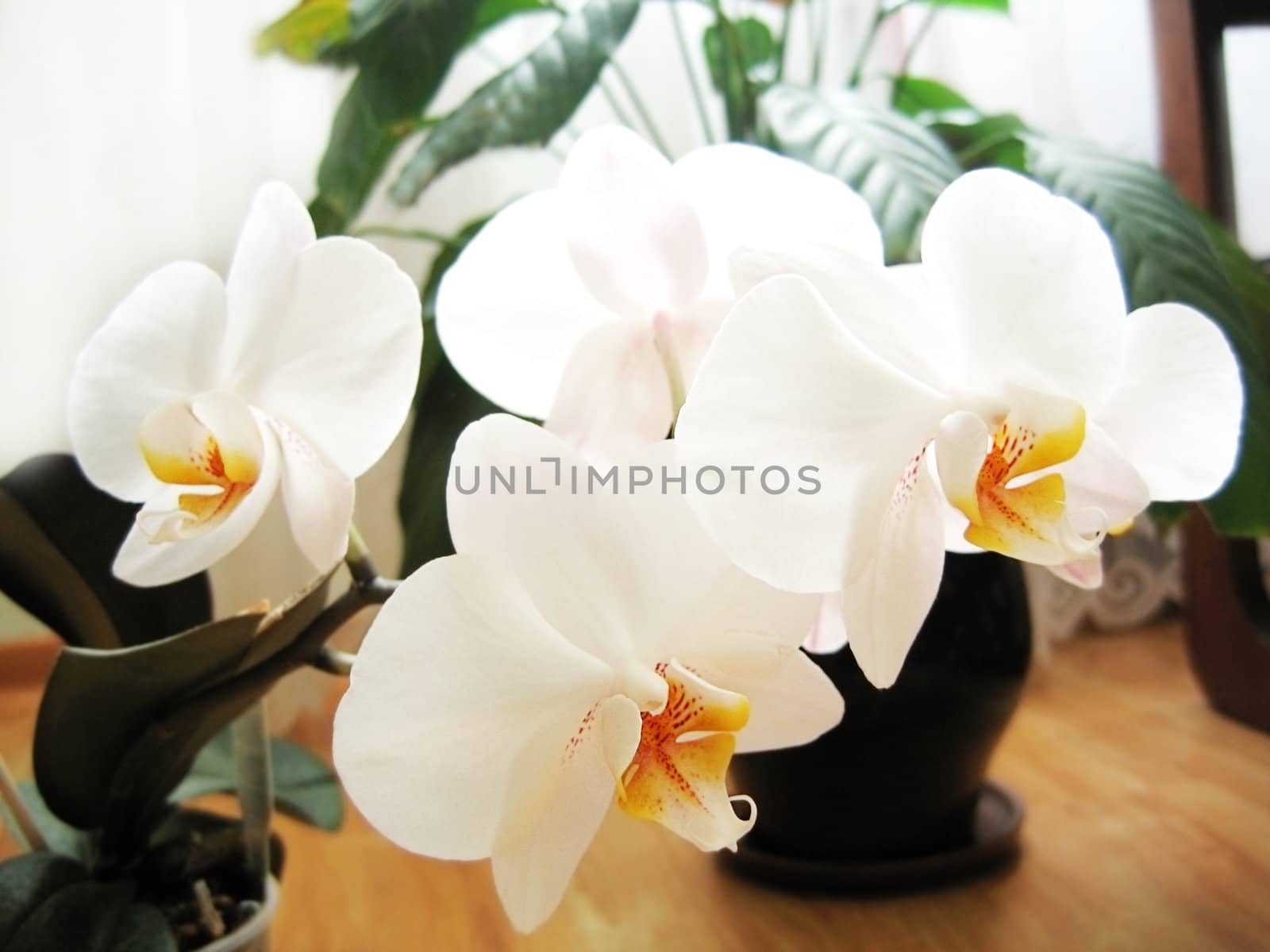 Orchid white blossom in flowerpot