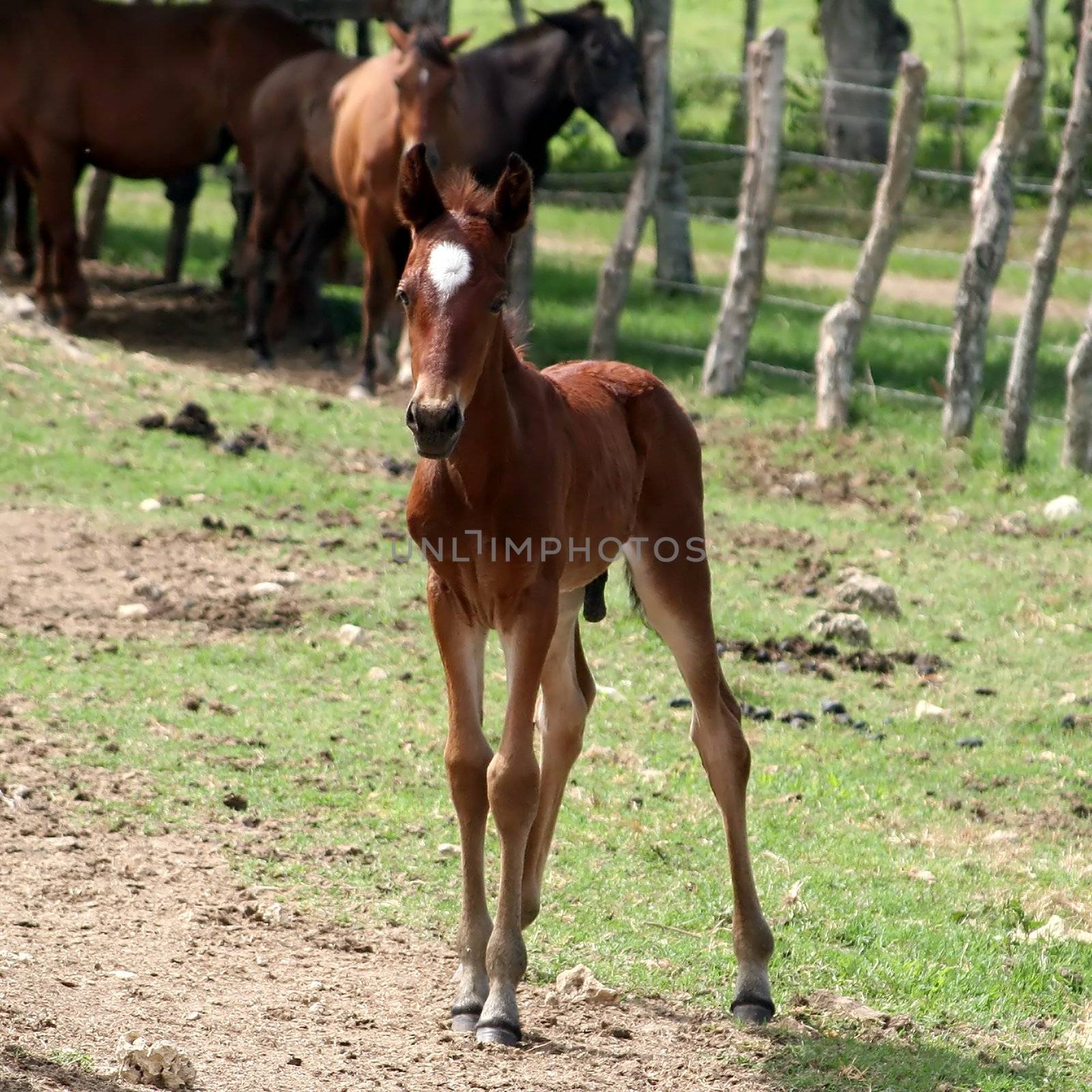 Foal in front of a group of horses 