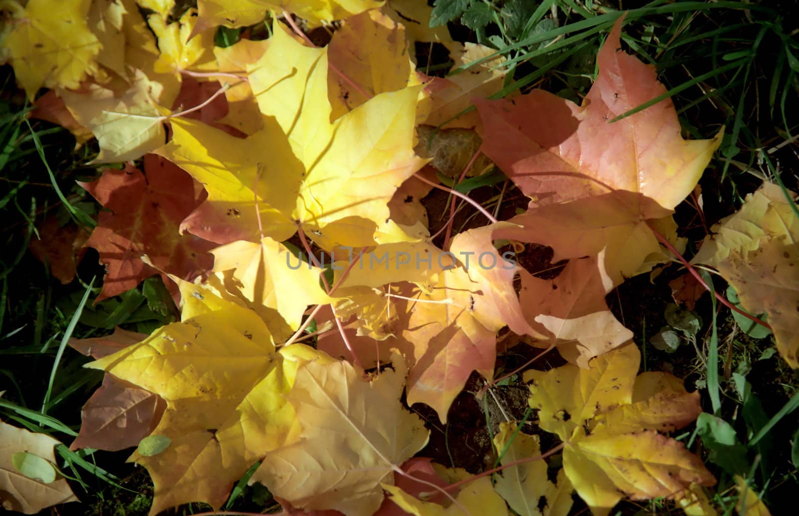 Maple autumn leaves on the grass-1 by mulden