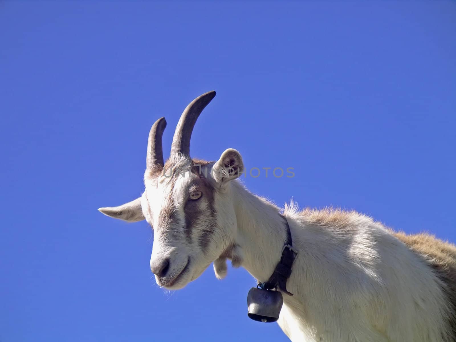 Portrait of a young goat looking curiously