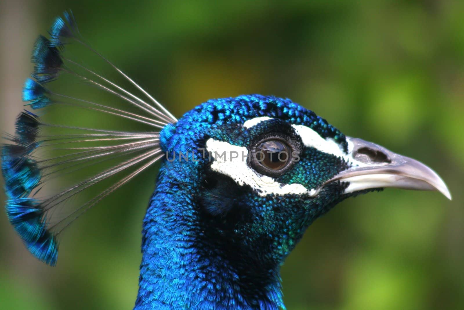Portrait of a colorful male peacock