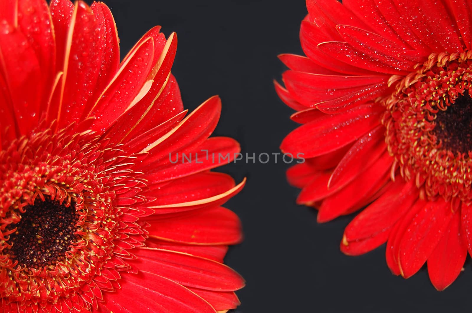 Red gerbera flowers on black background