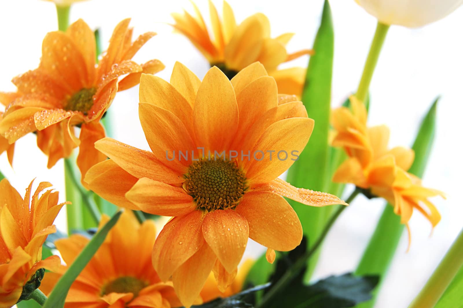 Orange chrysanthemum by Angel_a