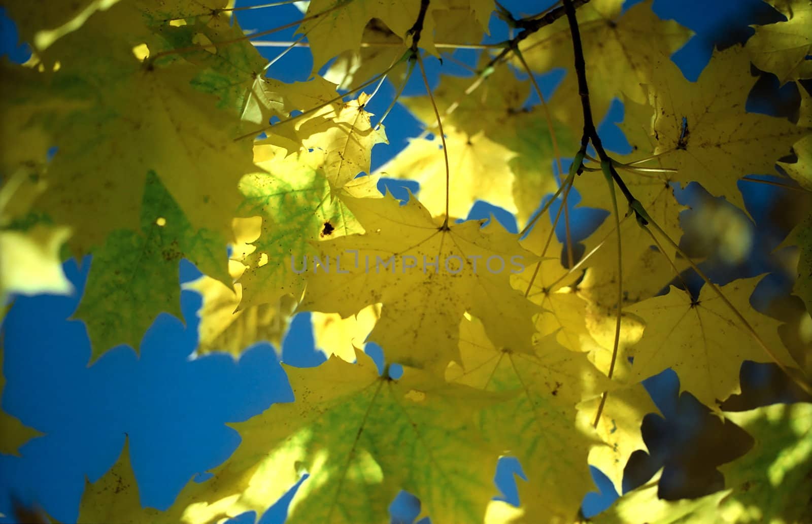 Sun in autumn maple leaves against blue sky