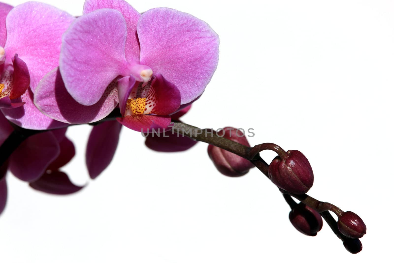 Violet phalaenopsis orchid with buds isolated on a white background