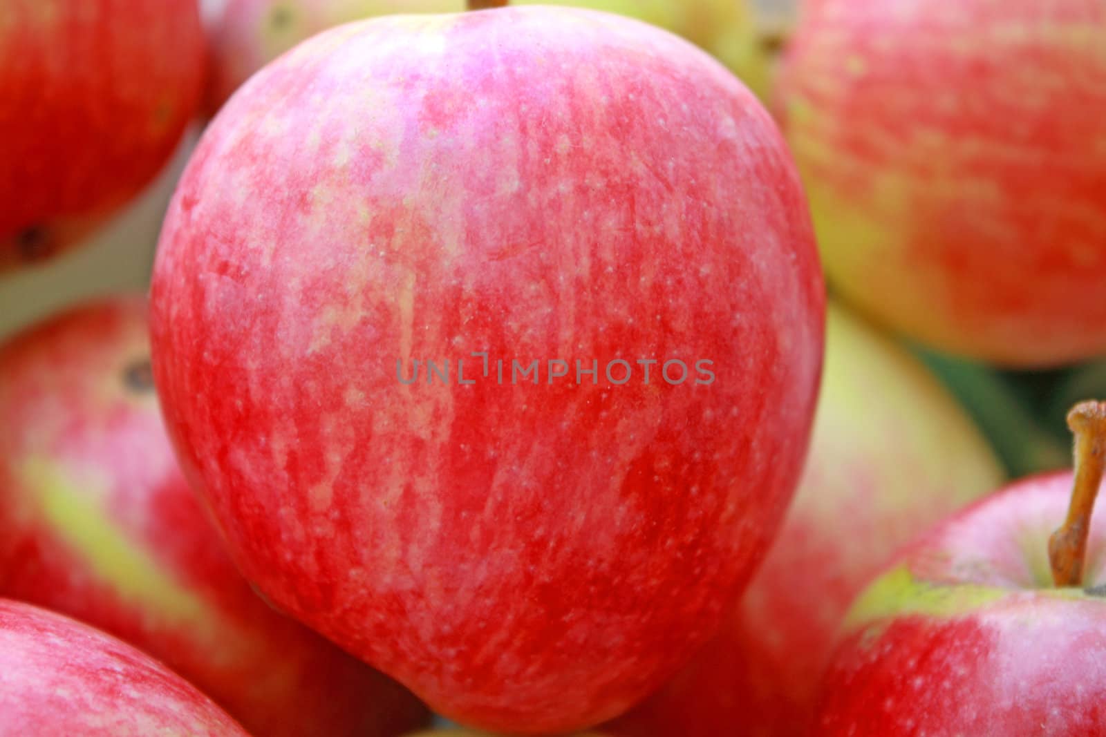 Close up of the fresh juicy apple