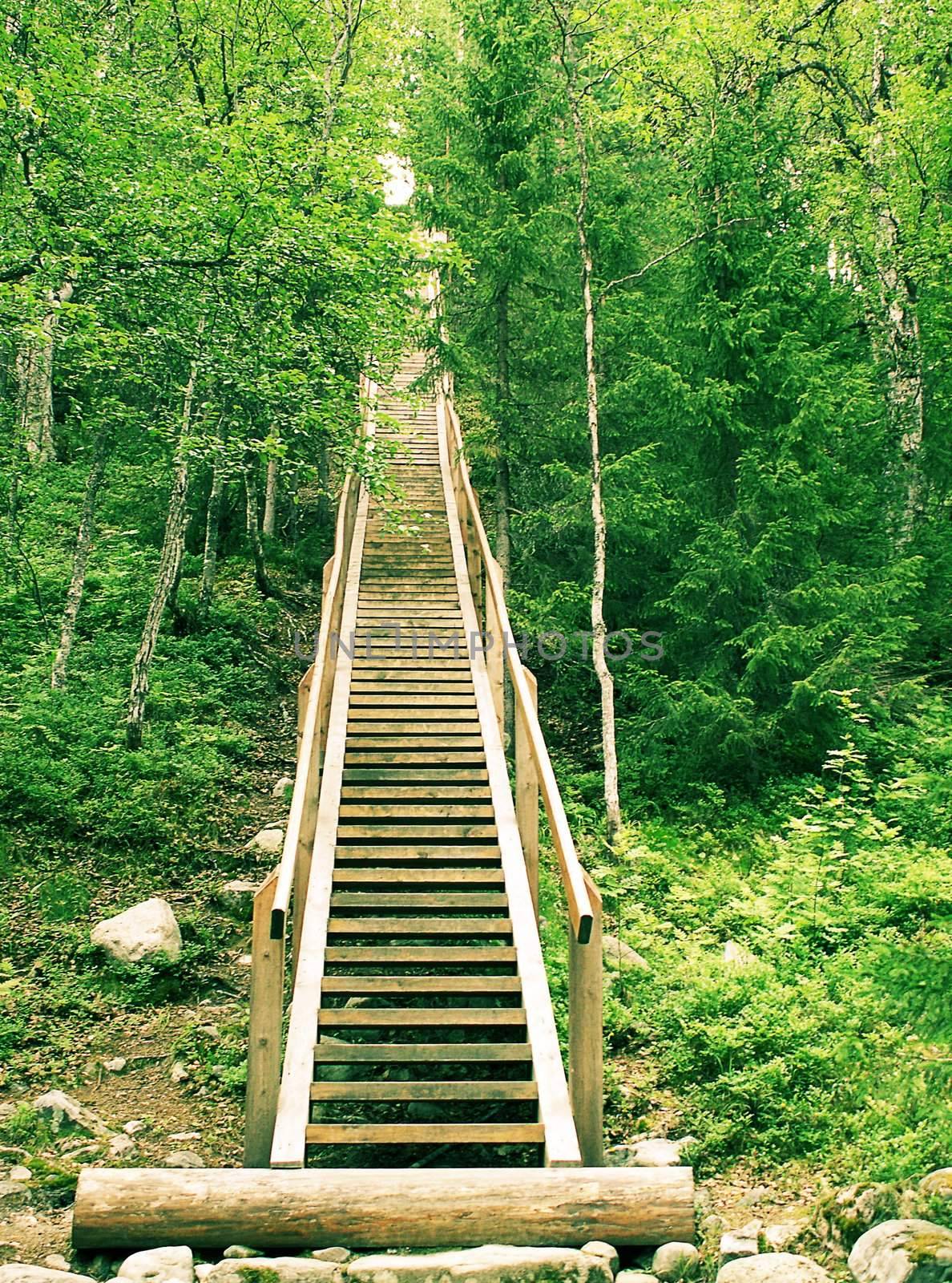 The wooden ladder conducting uphill among trees