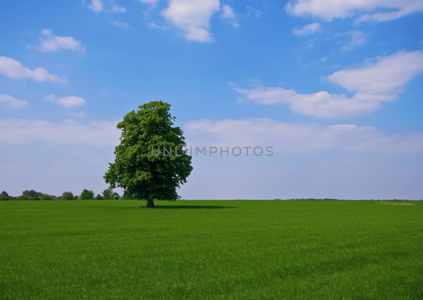 green pasture with lone standing tree