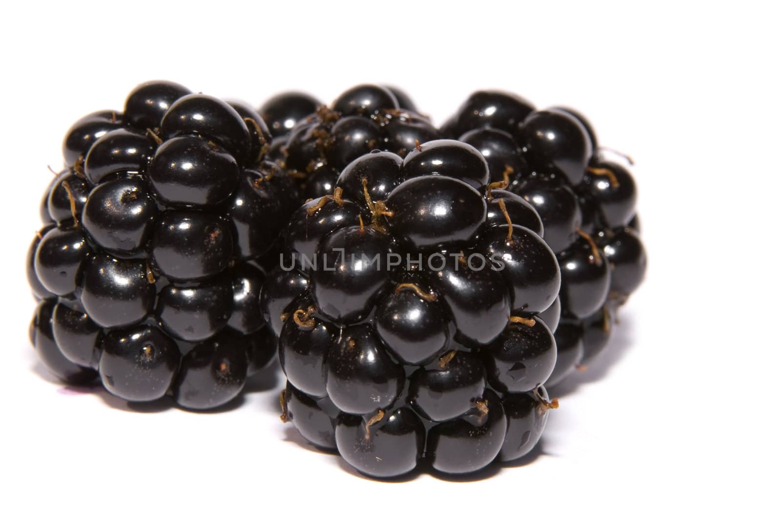 blackberries on a white background 