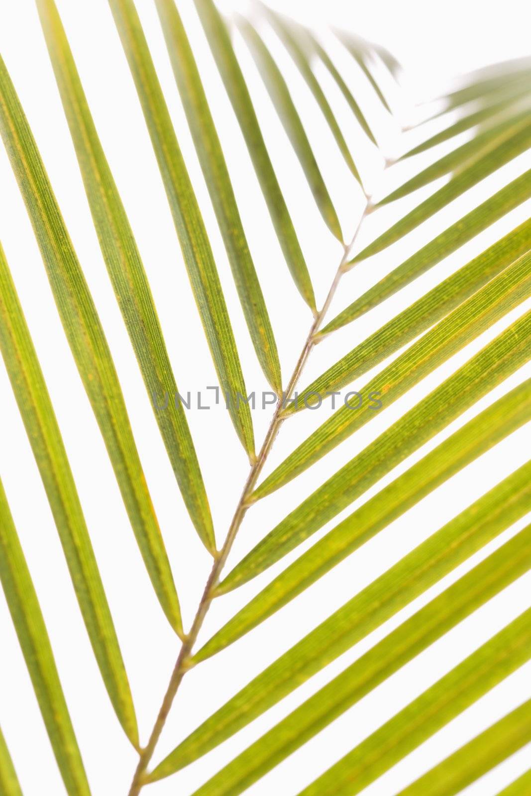 Palm frond. by iofoto